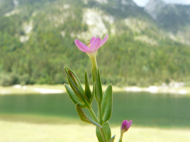 Centaurium pulchellum 1