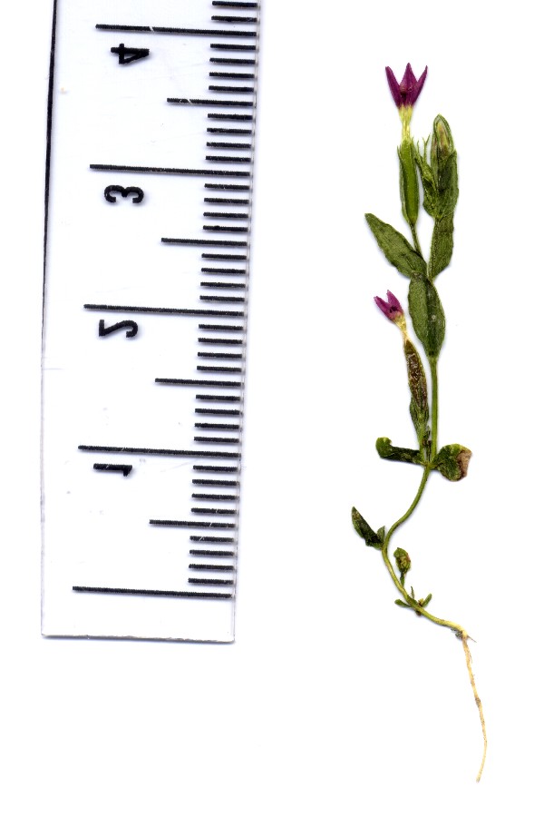 Centaurium pulchellum 2