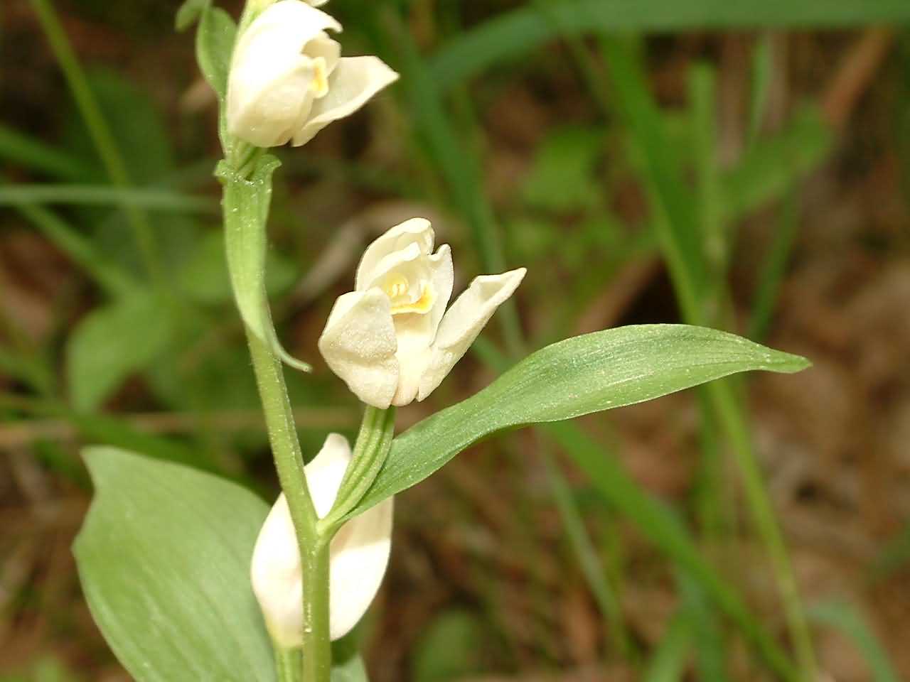 Cephalanthera damasonium 1