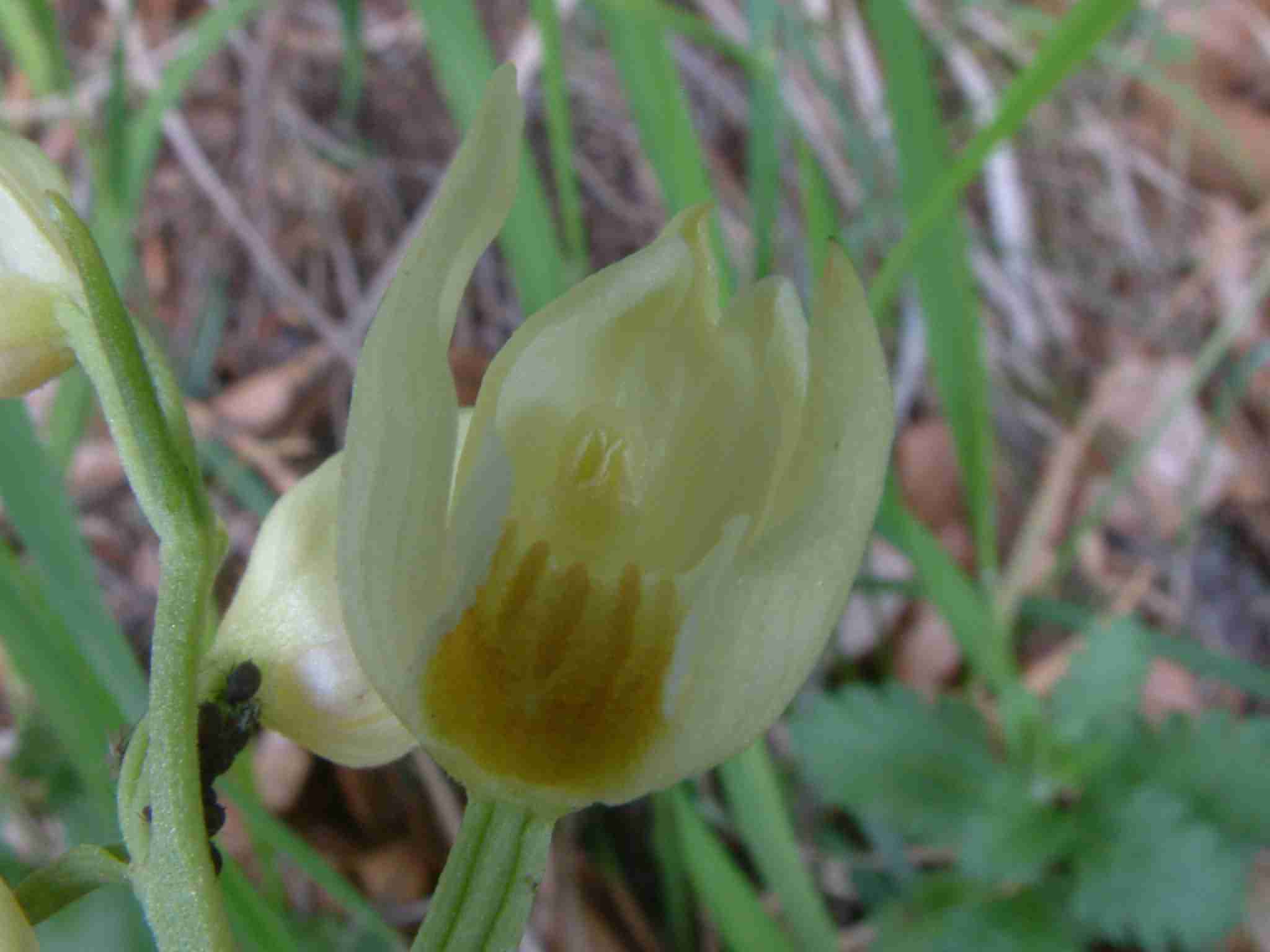 Cephalanthera damasonium 2