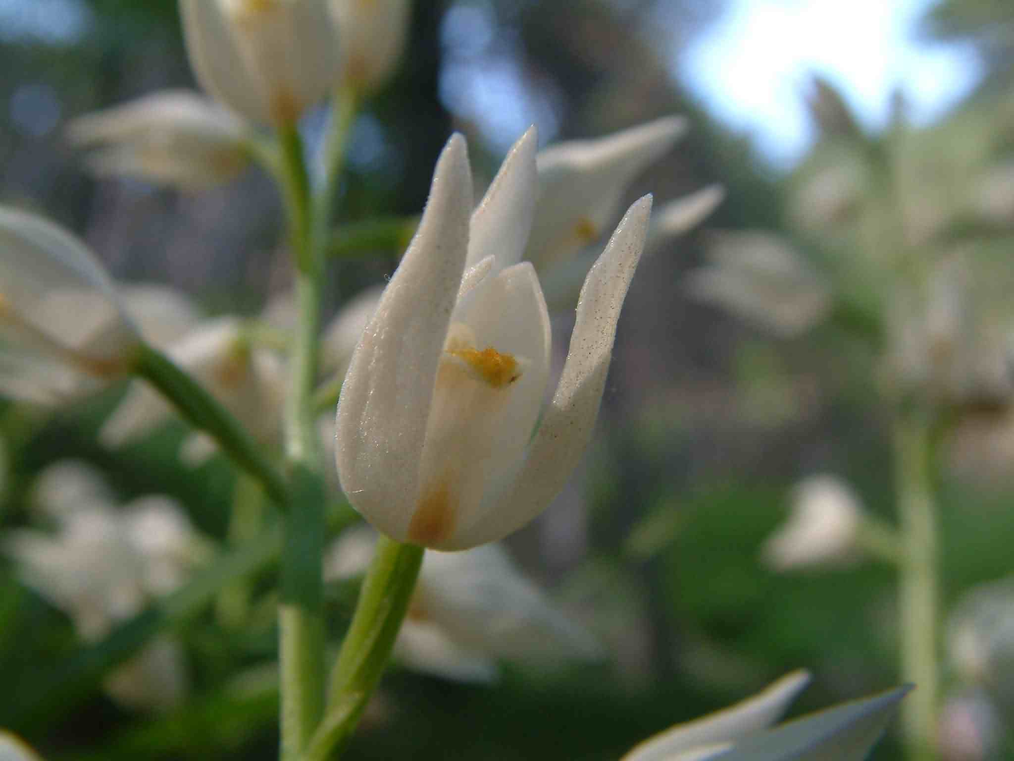 Cephalanthera longifolia 2