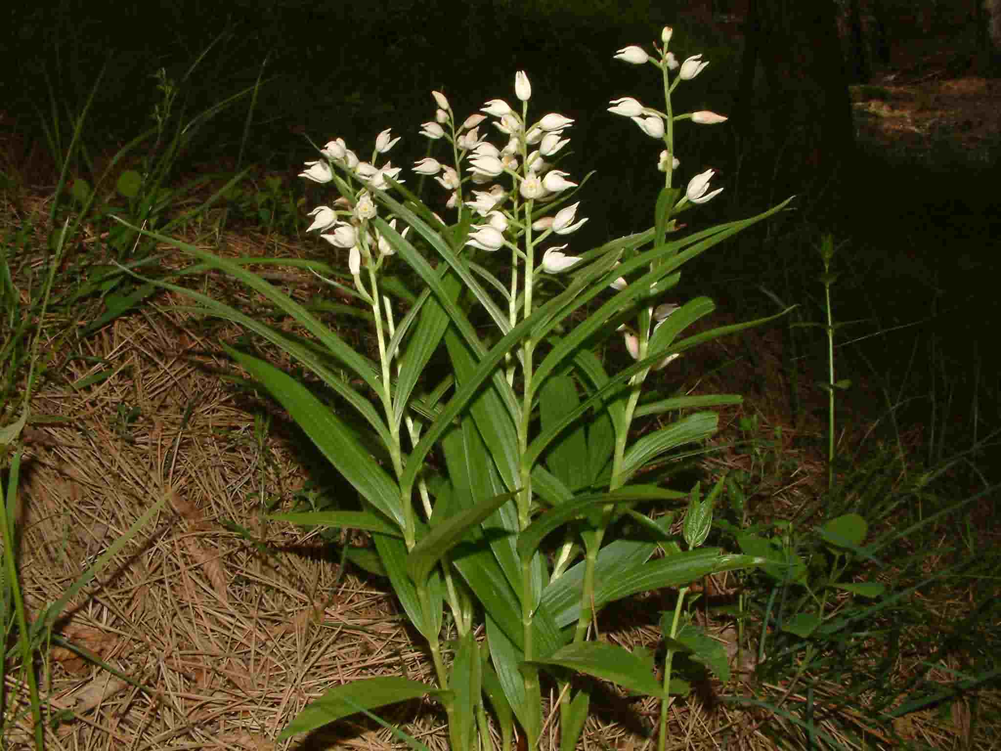 Cephalanthera longifolia 1