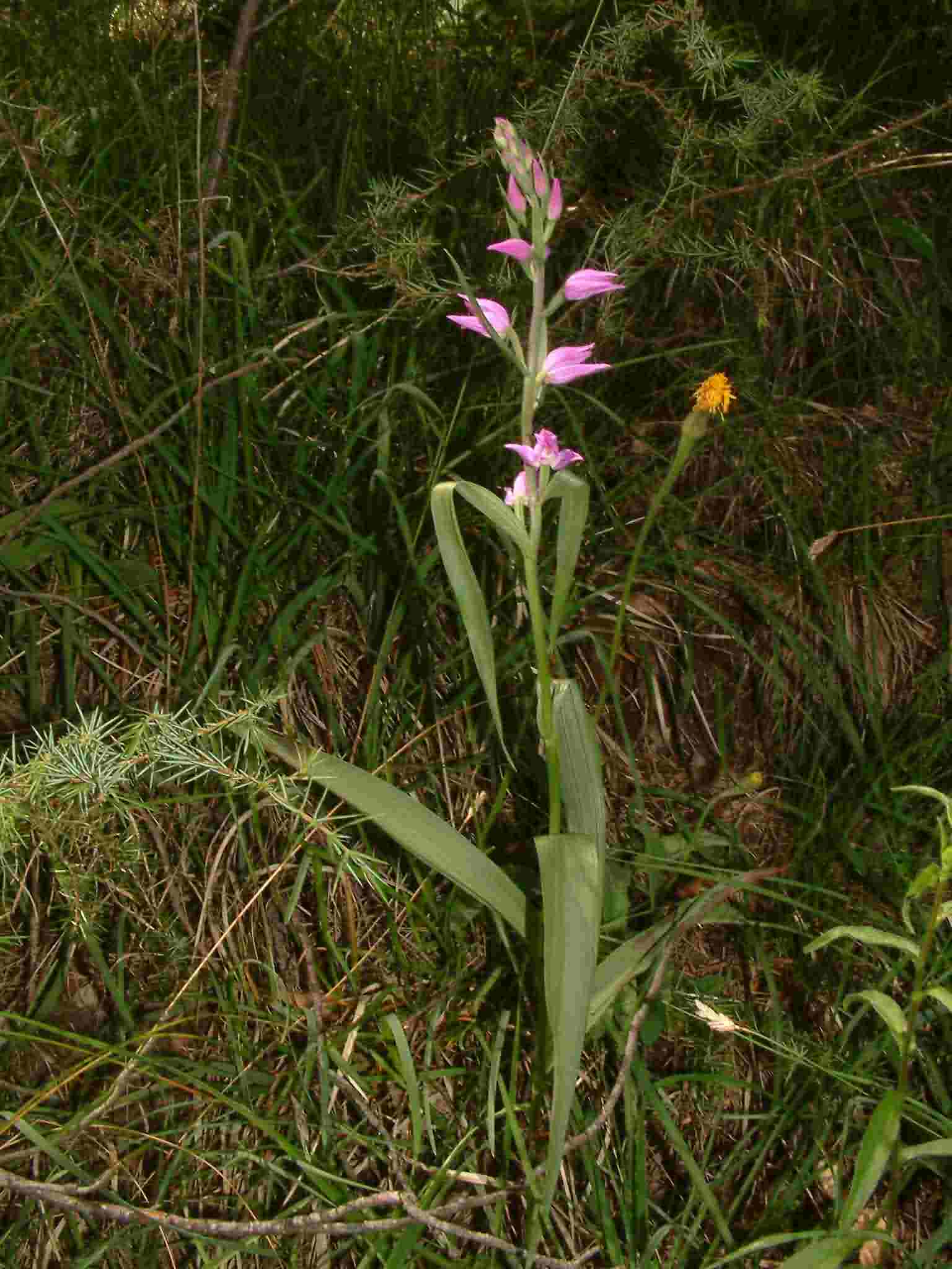 Cephalanthera rubra 1