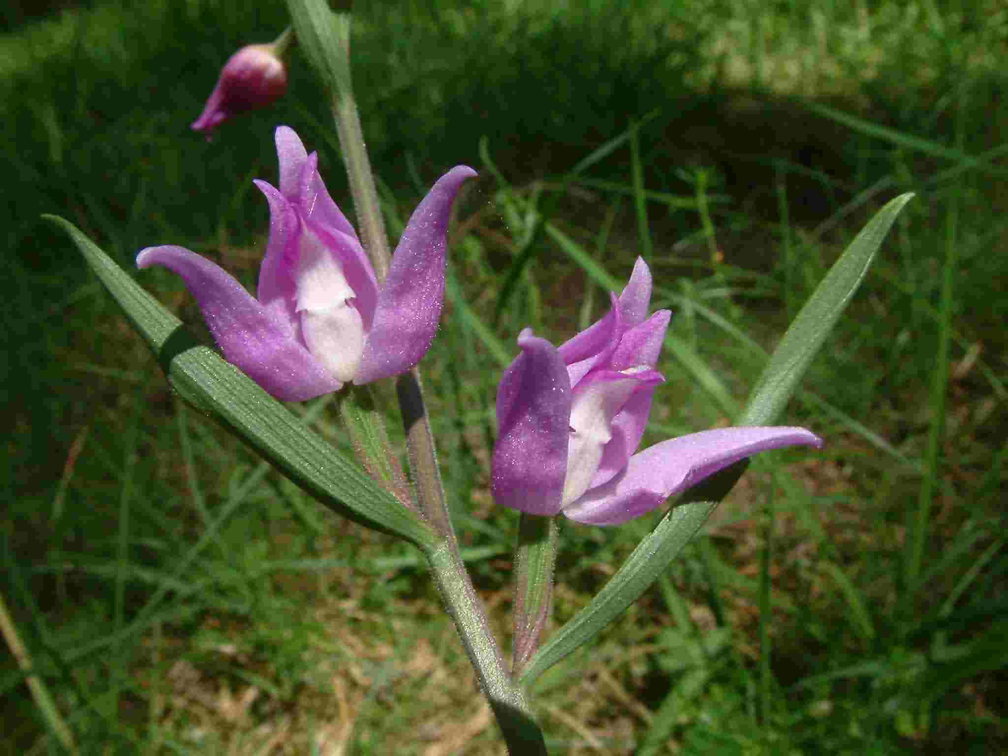 Cephalanthera rubra 2