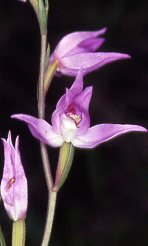 Cephalanthera rubra 3