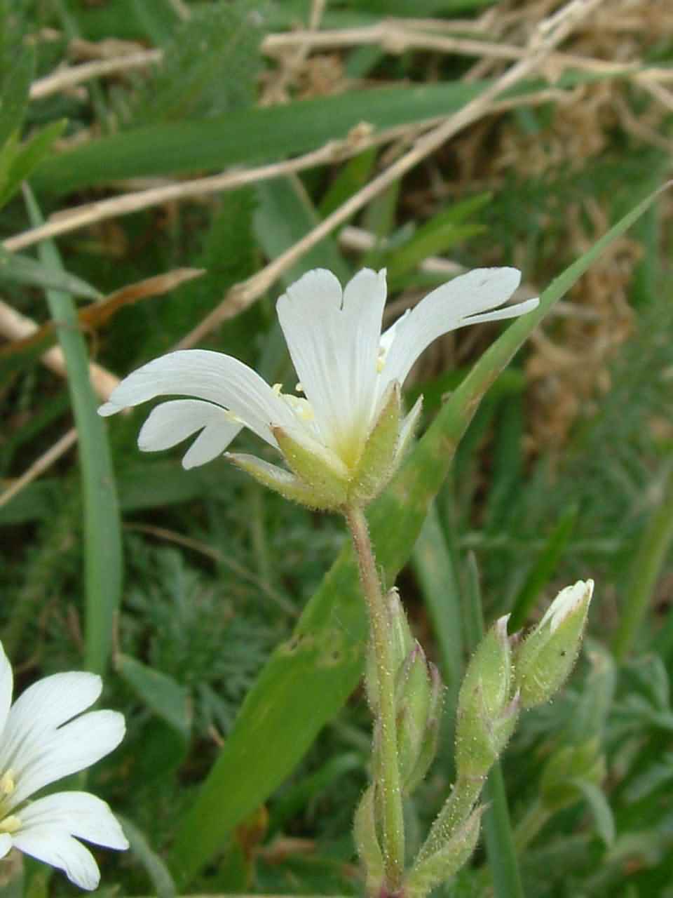 Cerastium arvense 2