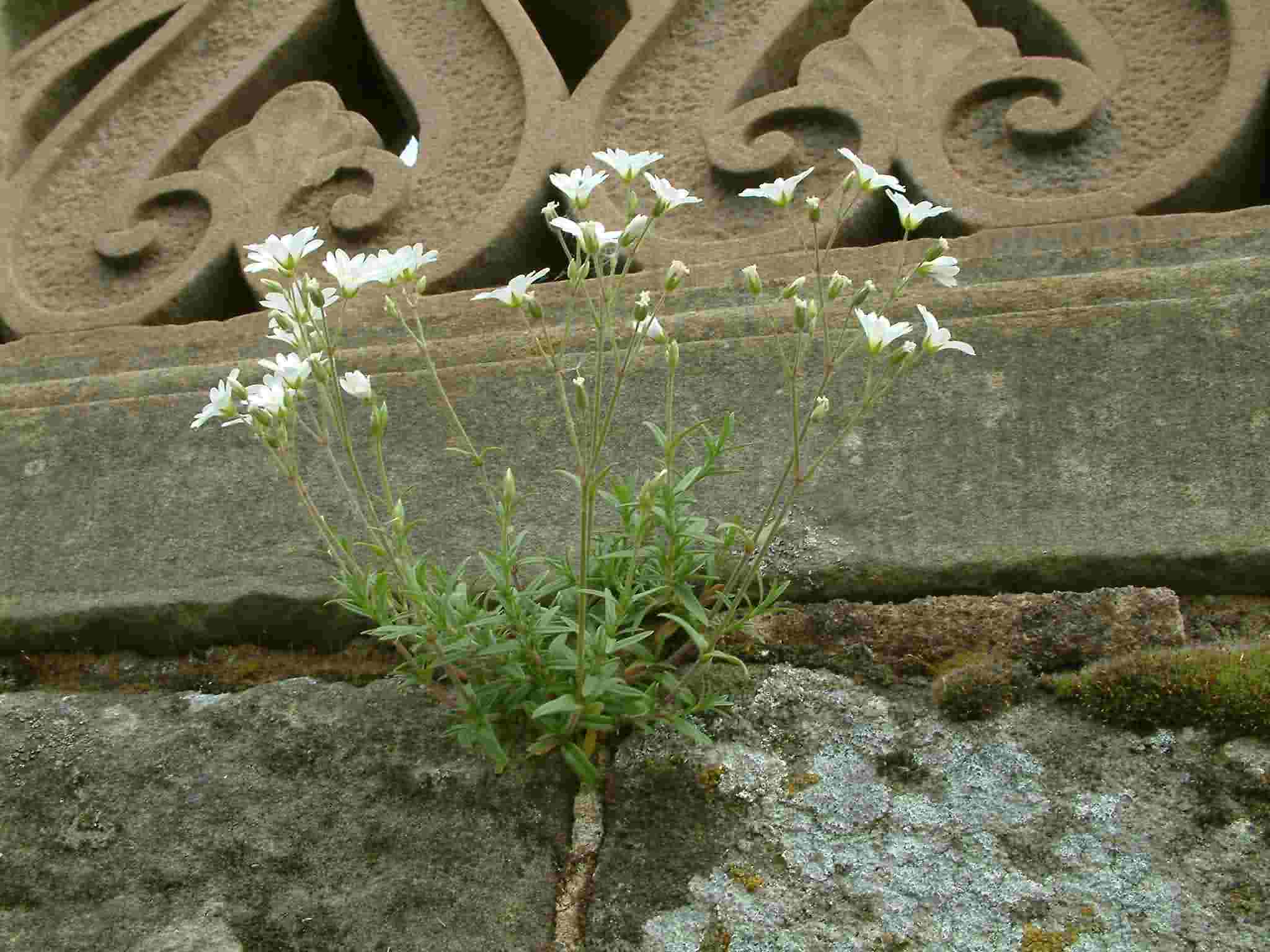 Cerastium arvense 1