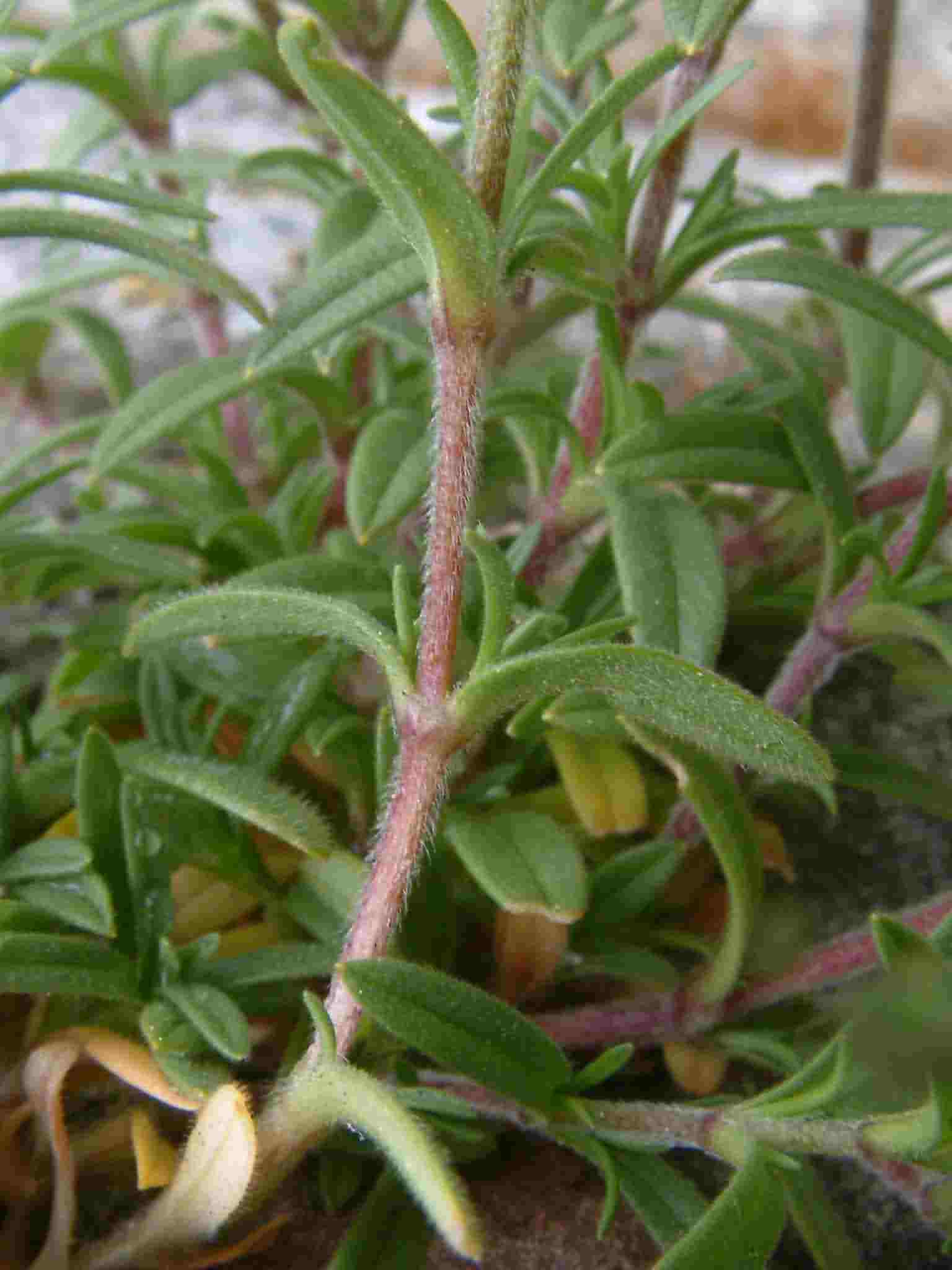 Cerastium arvense 3