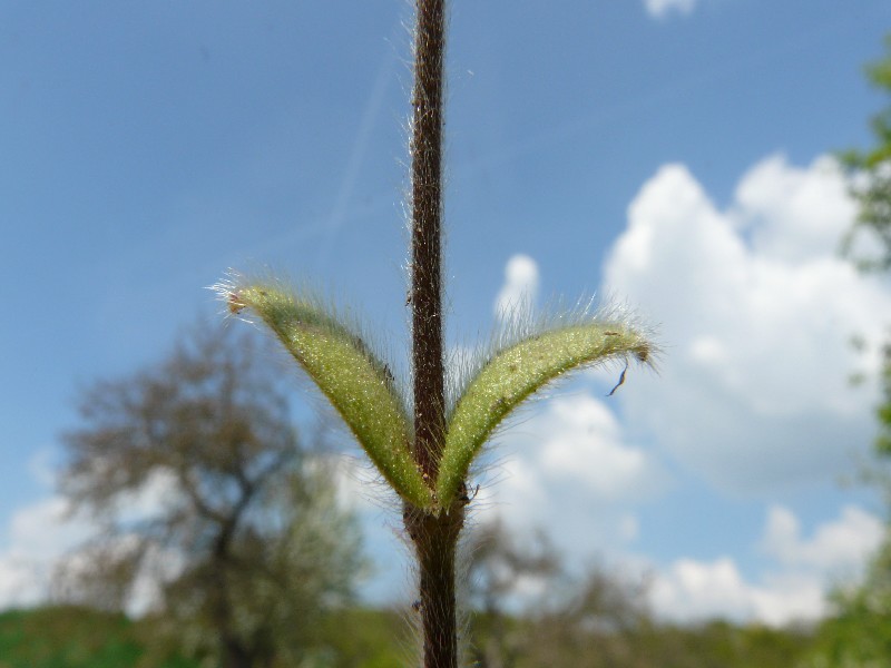 Cerastium brachypetalum 3