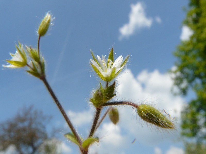 Cerastium brachypetalum 2