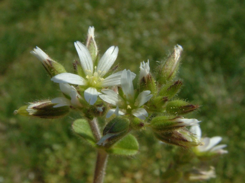 Cerastium glomeratum 2