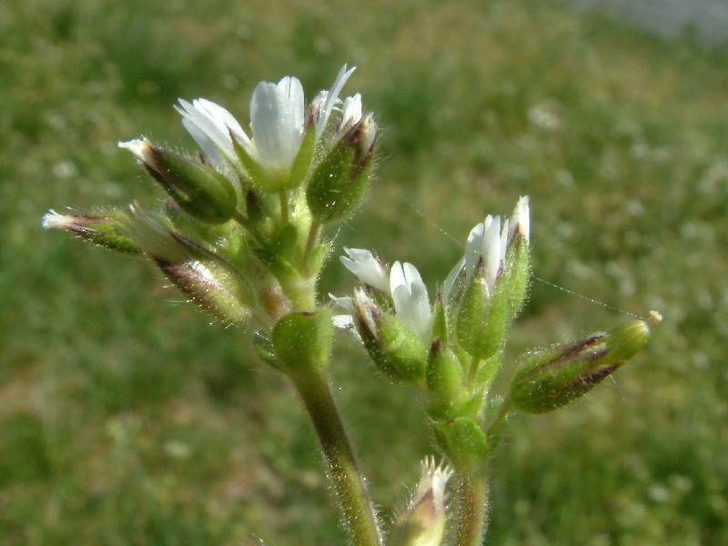 Cerastium glomeratum 3