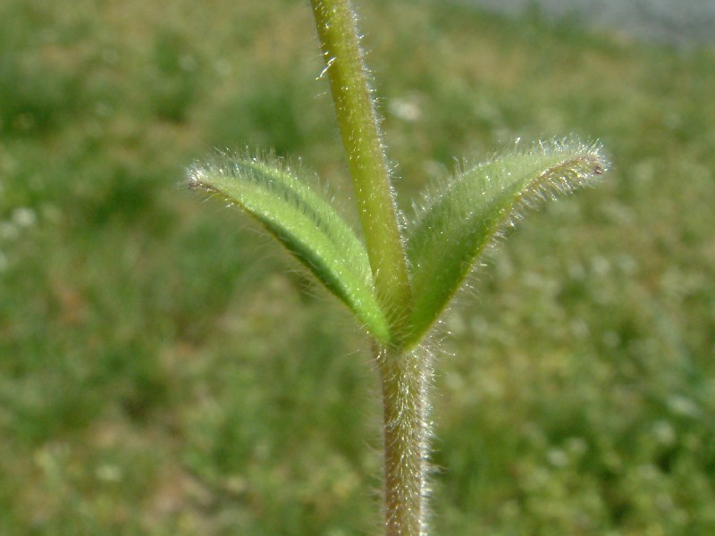 Cerastium glomeratum 4