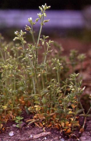 Cerastium glomeratum 1