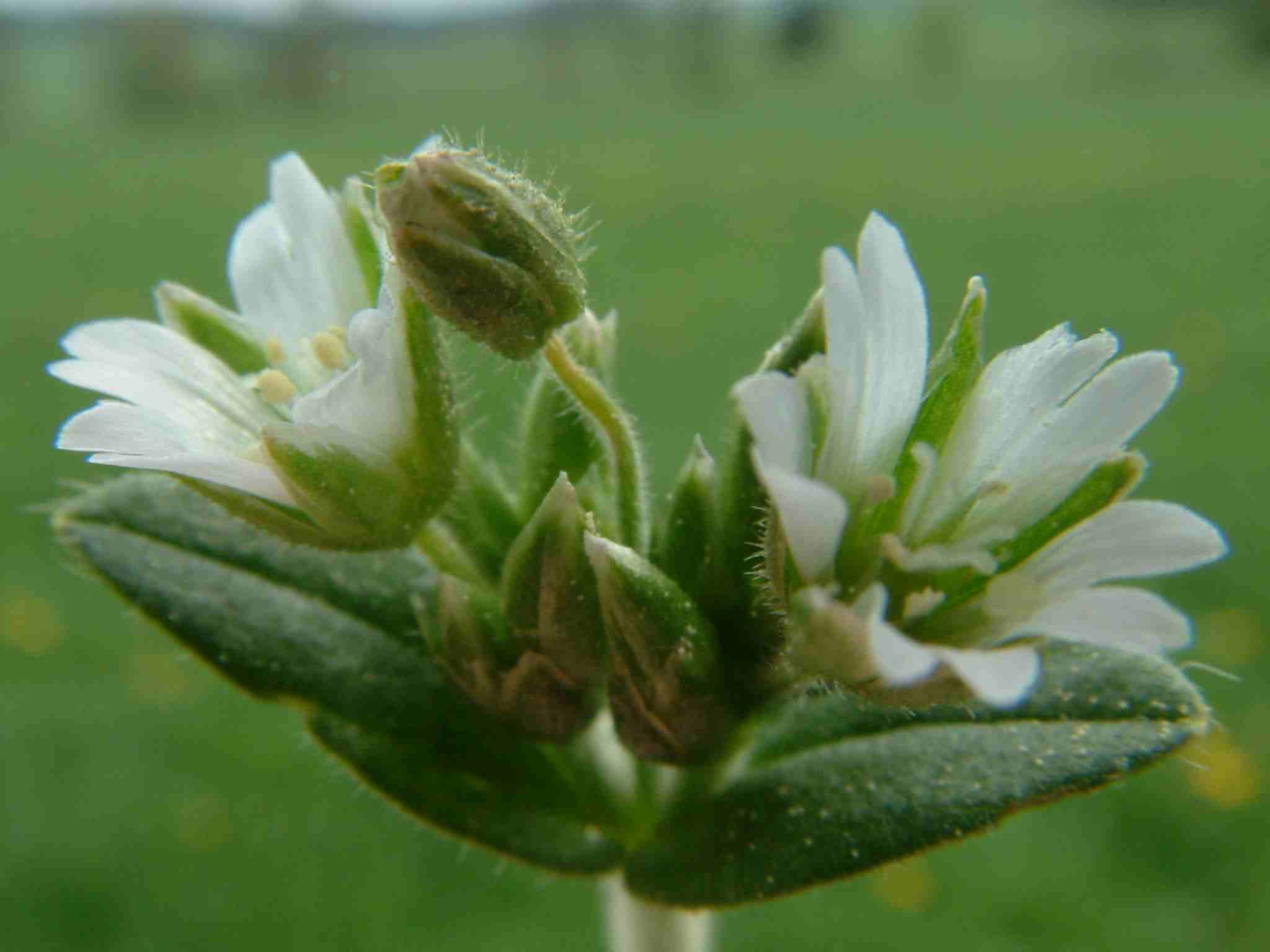 Cerastium holosteoides 2