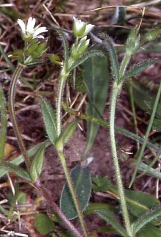 Cerastium holosteoides 1