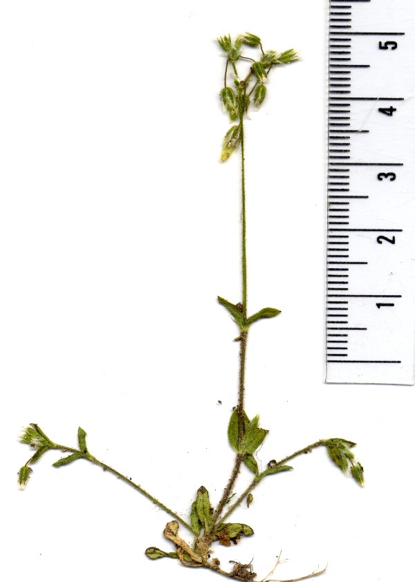 Cerastium semidecandrum 1