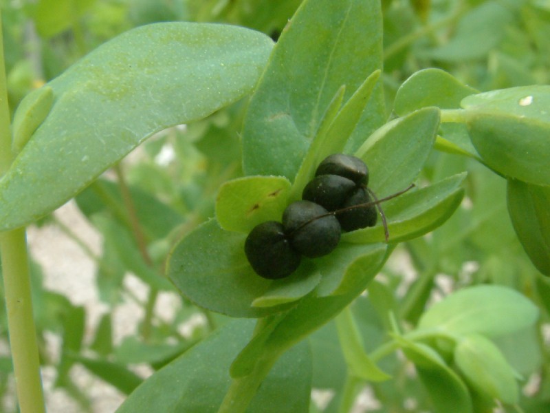 Cerinthe minor 2