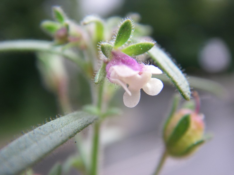 Chaenorhinum minus 1 Chaenorhinum minus 1