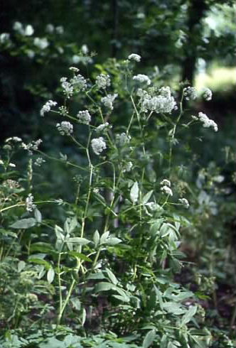 Chaerophyllum aromaticum 1