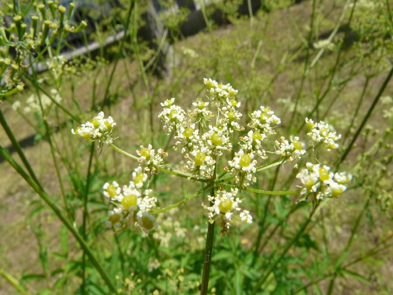 Chaerophyllum aromaticum 2