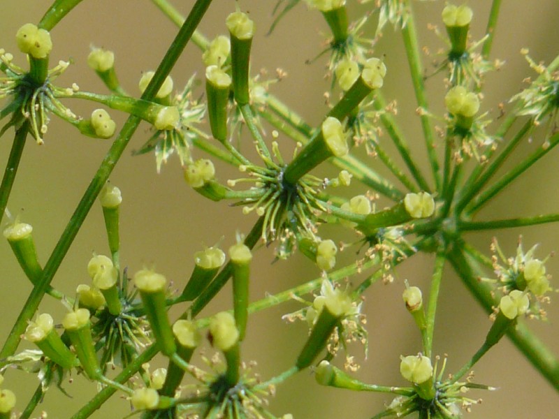 Chaerophyllum aromaticum 3