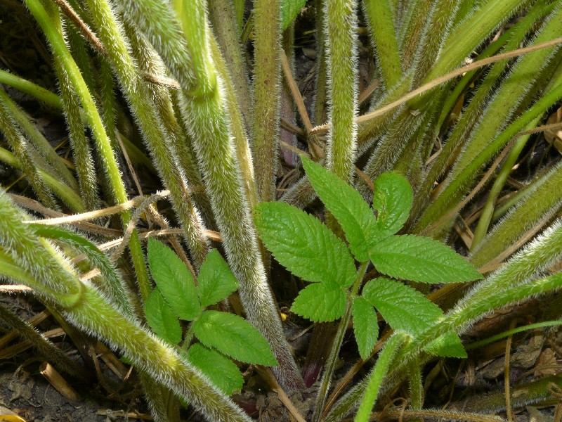 Chaerophyllum aromaticum 4