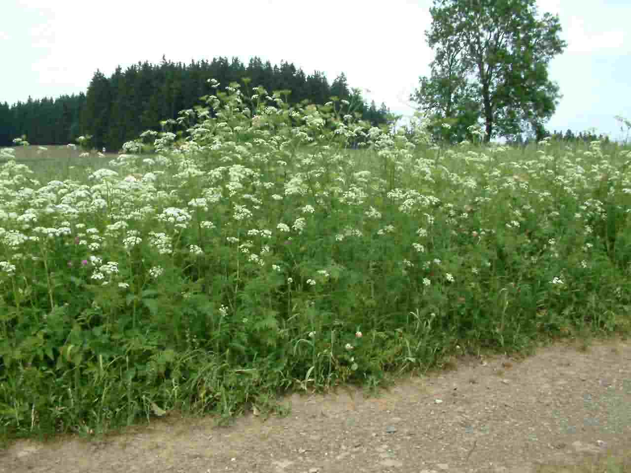 Chaerophyllum aureum 1