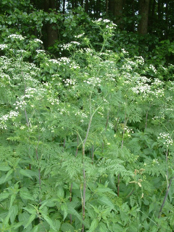 Chaerophyllum bulbosum 1