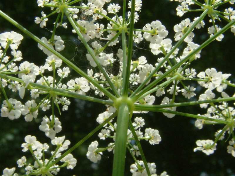 Chaerophyllum bulbosum 2