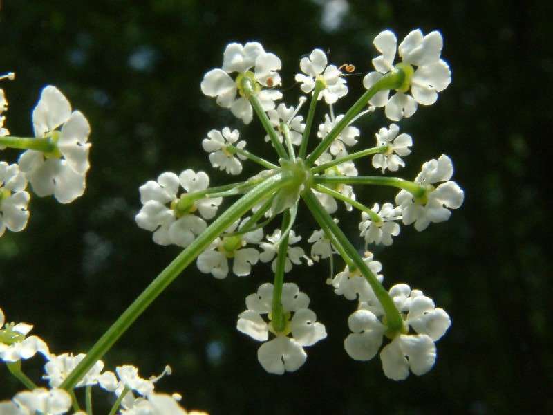 Chaerophyllum bulbosum 3