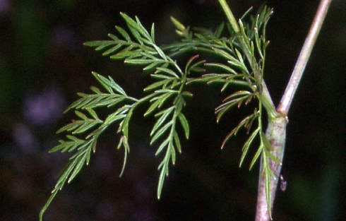 Chaerophyllum bulbosum 5