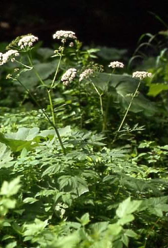 Chaerophyllum hirsutum 1