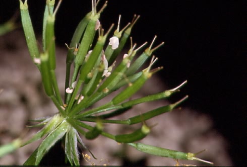 Chaerophyllum hirsutum 3