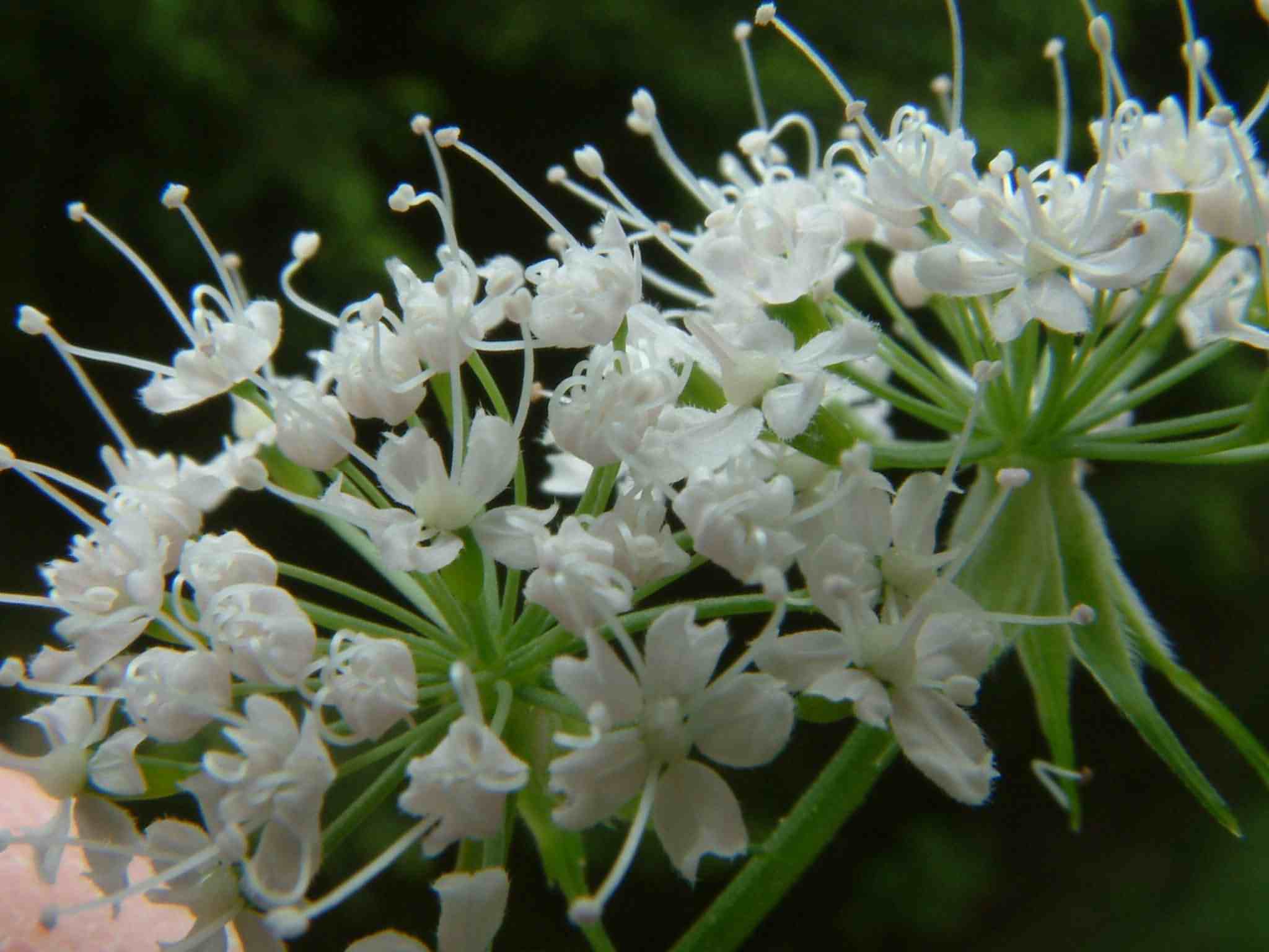 Chaerophyllum hirsutum 2