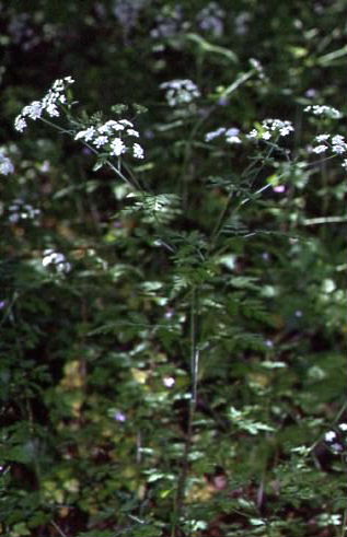 Chaerophyllum temulum 1