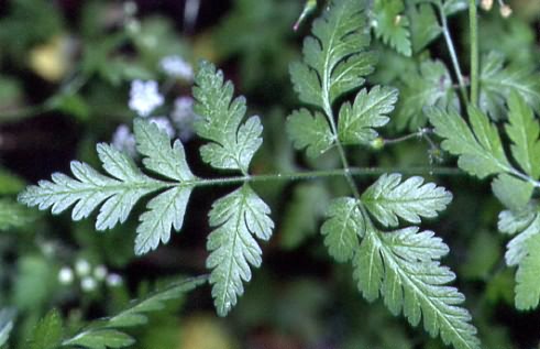 Chaerophyllum temulum 3