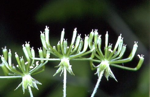 Chaerophyllum temulum 2