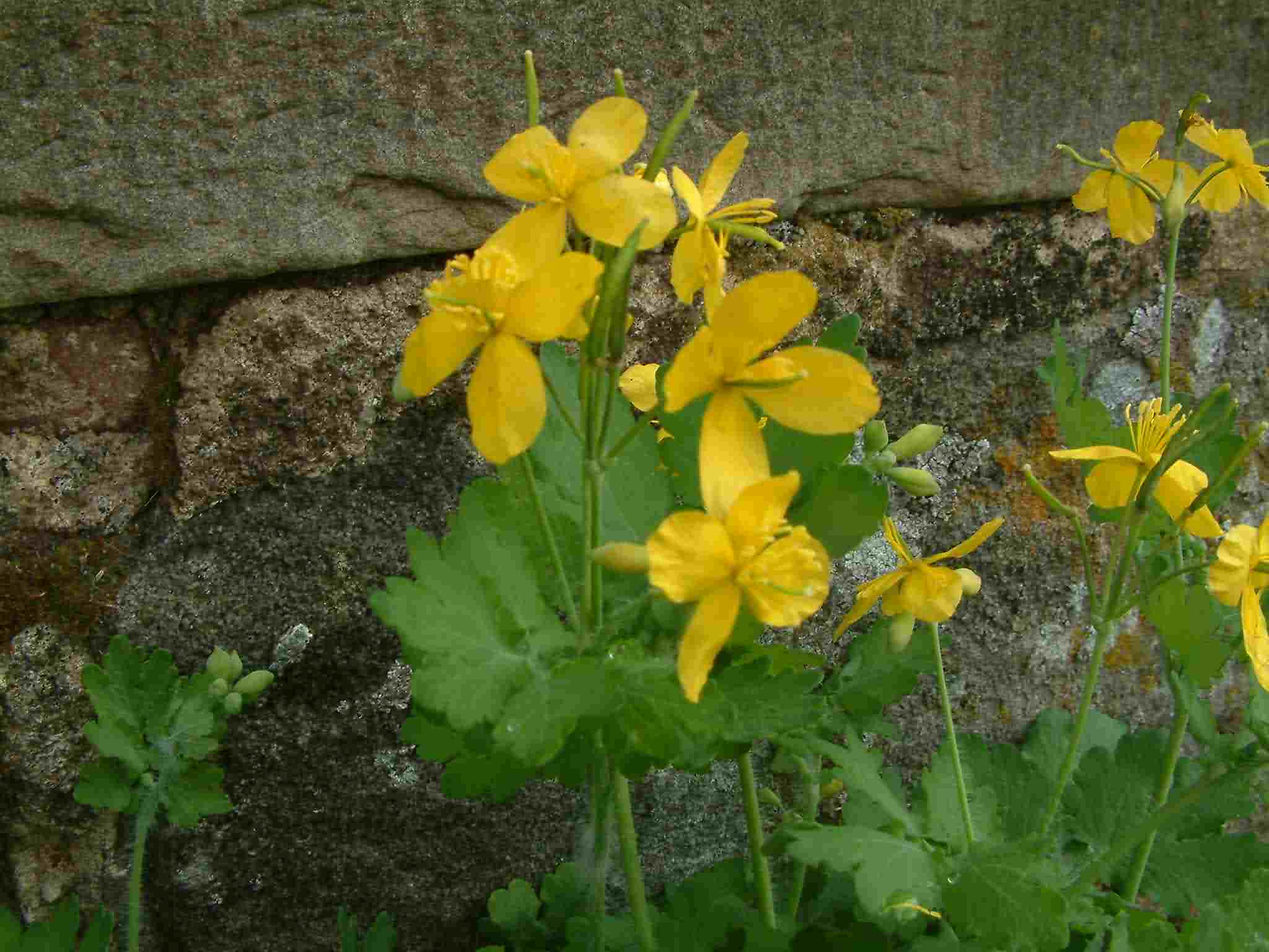 Chelidonium majus 2