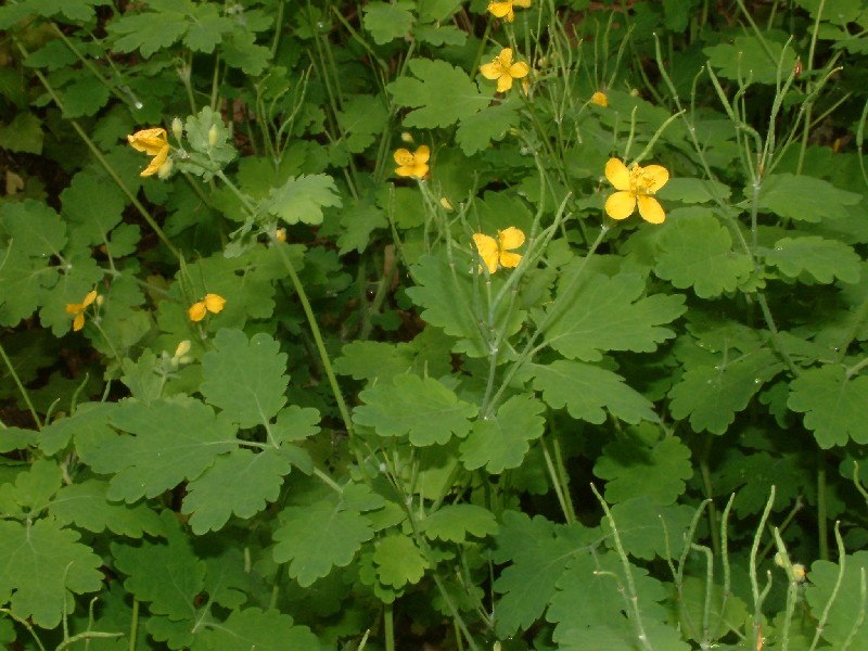 Chelidonium majus 1