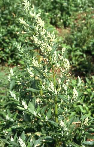 Chenopodium album 1