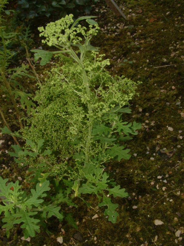 Chenopodium botrys 1