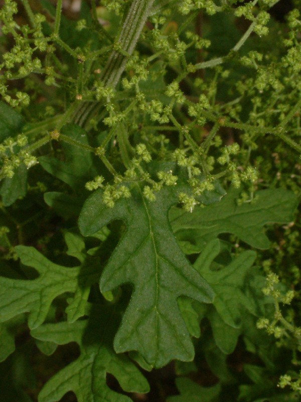 Chenopodium botrys 2