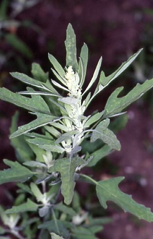 Chenopodium ficifolium 1