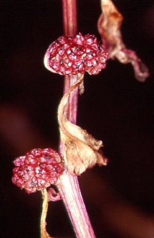 Chenopodium foliosum 1