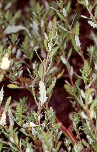 Chenopodium glaucum 1