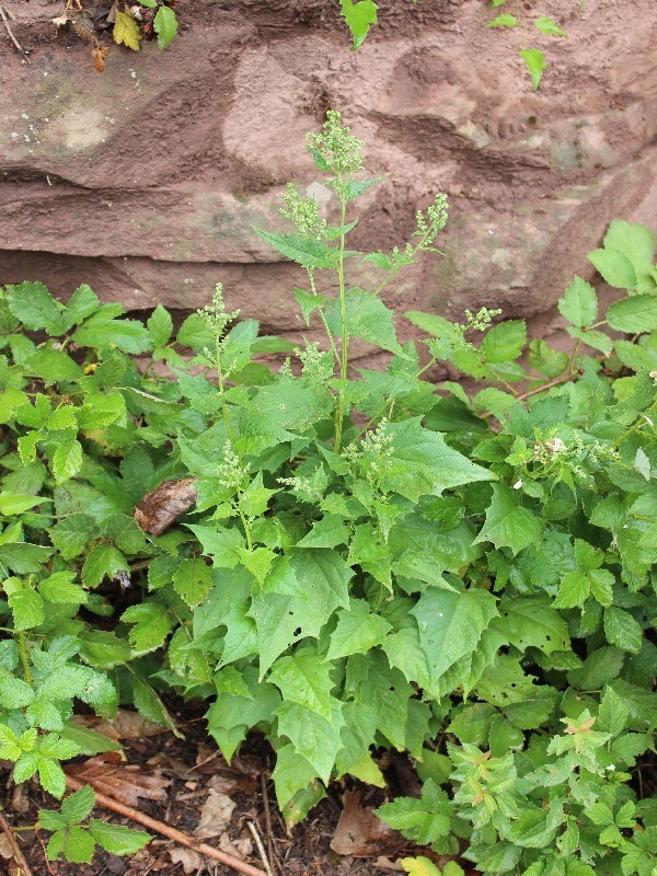 Chenopodium hybridum 1