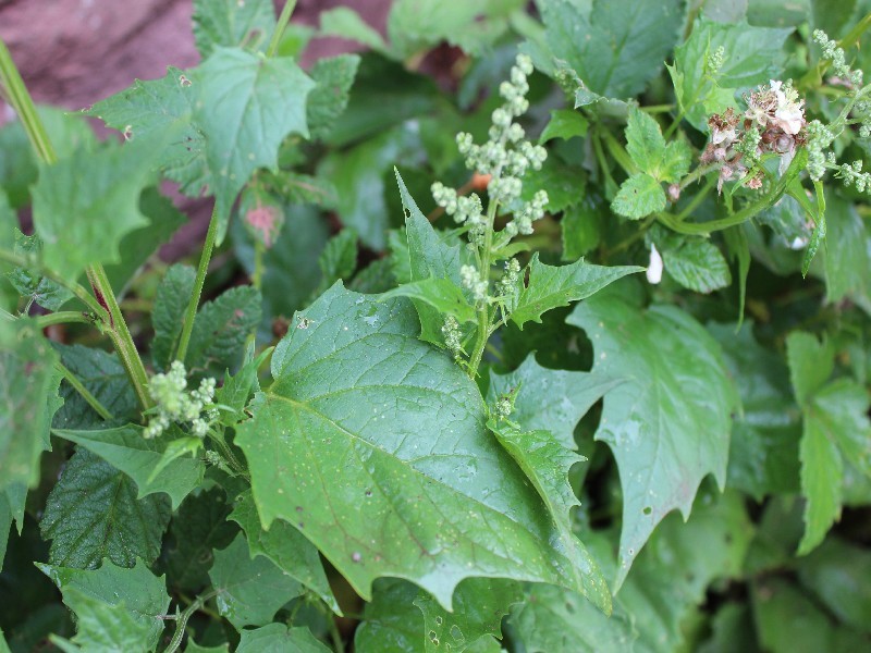 Chenopodium hybridum 2