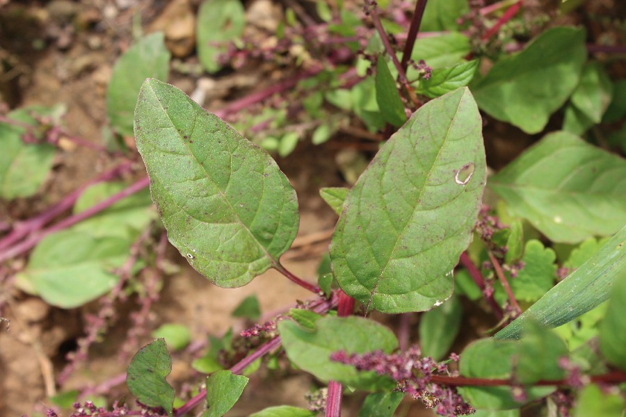 Chenopodium polyspermum 1