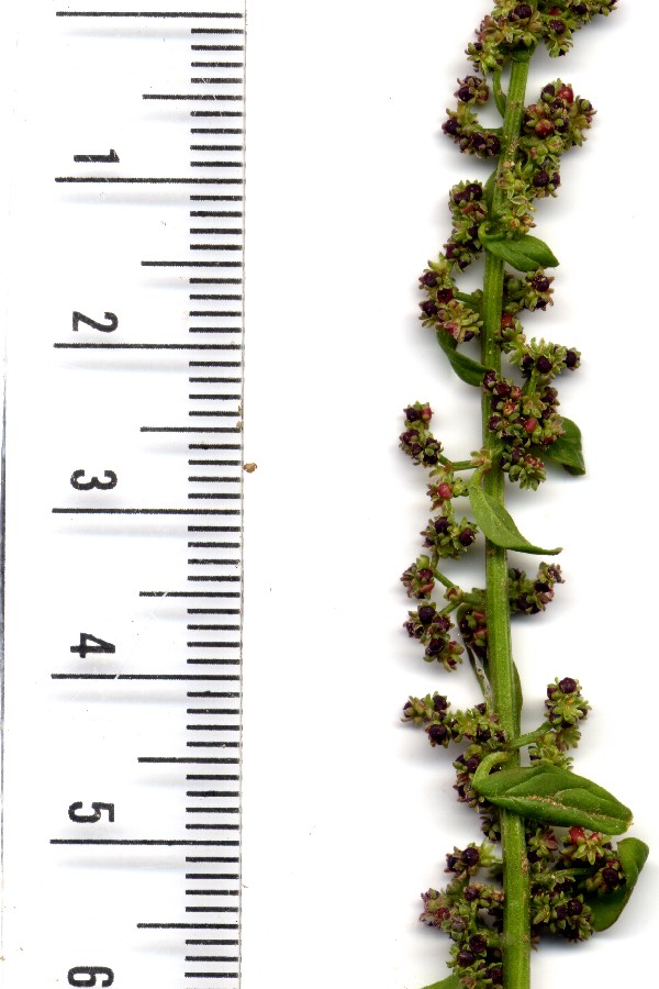 Chenopodium polyspermum 2